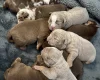English Bulldog