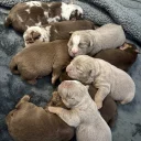 English Bulldog