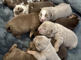 English Bulldog