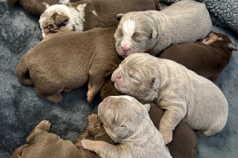 English Bulldog
