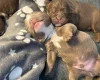 English Bulldog