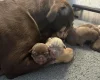 English Bulldog