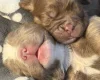 English Bulldog