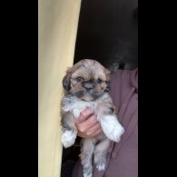 Shih Tzu