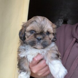 Shih Tzu
