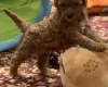 Cavapoo