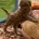 Cavapoo