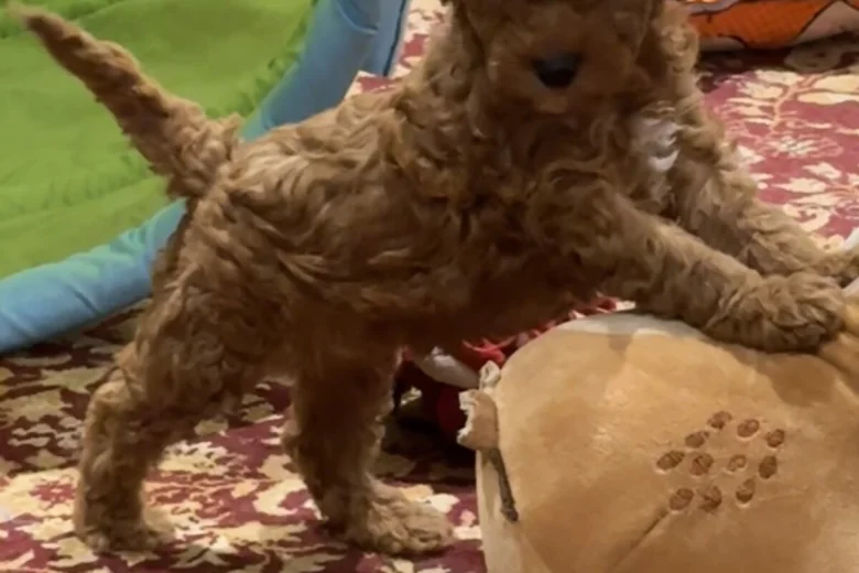 Cavapoo