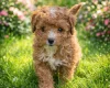 Cavapoo
