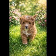 Cavapoo