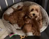 Cavapoo