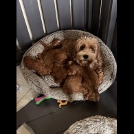 Cavapoo