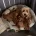 Cavapoo