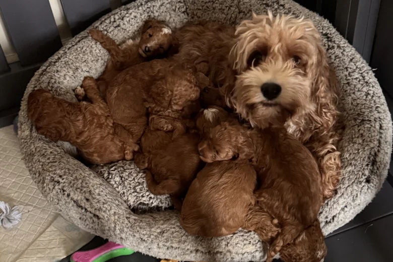 Cavapoo