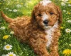 Cavapoo