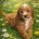 Cavapoo