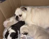 Pug