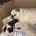 Pug