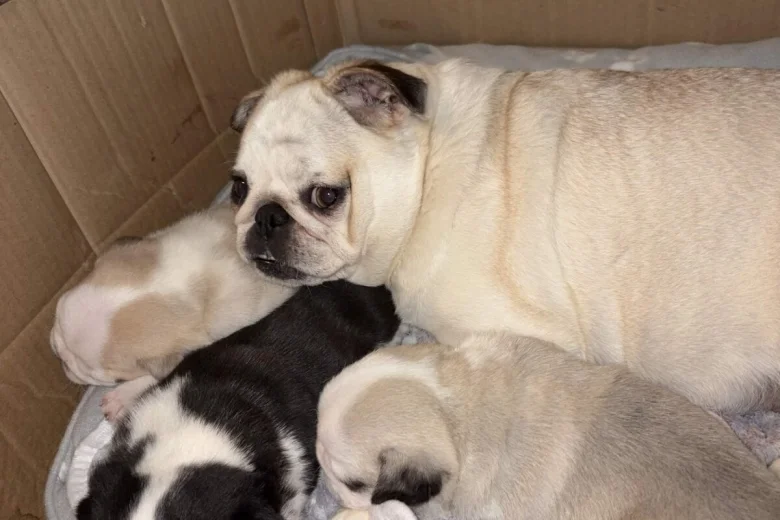 Pug
