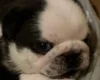 Pug