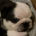 Pug