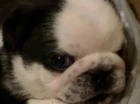 Pug