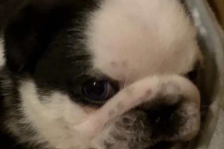 Pug
