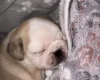 Pug