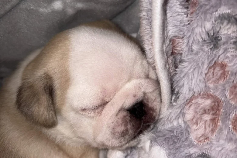 Pug