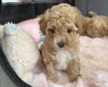 Toy Poodle