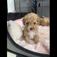 Toy Poodle
