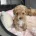 Toy Poodle