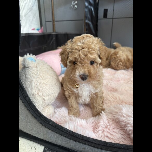 Toy Poodle