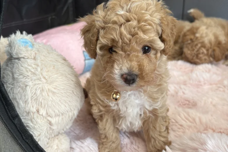 Toy Poodle