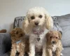 Toy Poodle