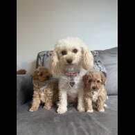 Toy Poodle