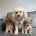 Toy Poodle