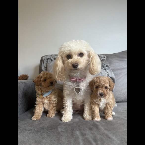 Toy Poodle