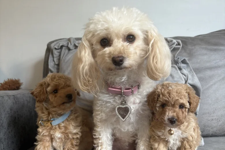 Toy Poodle