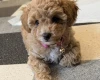 Toy Poodle
