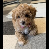 Toy Poodle