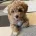 Toy Poodle