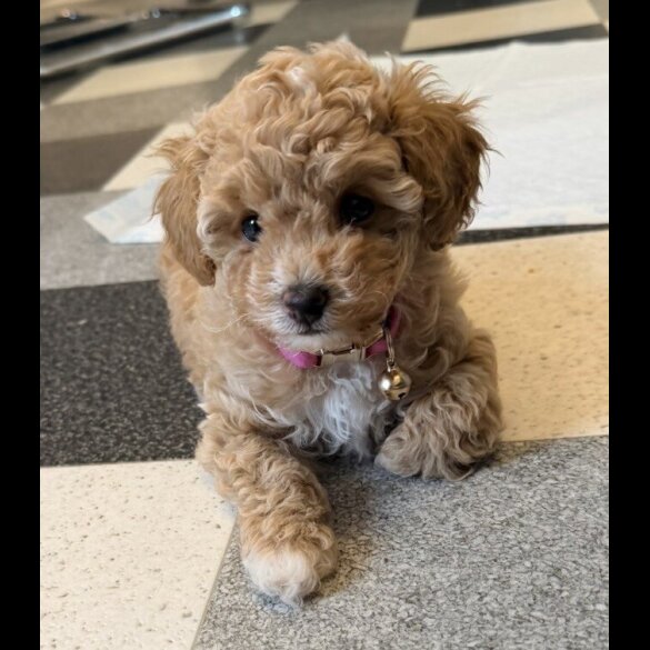 Toy Poodle