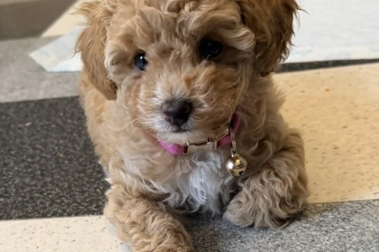Toy Poodle