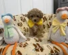 Toy Poodle