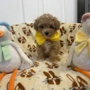 Toy Poodle