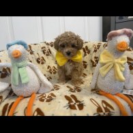 Toy Poodle