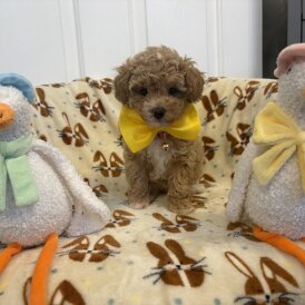 Toy Poodle