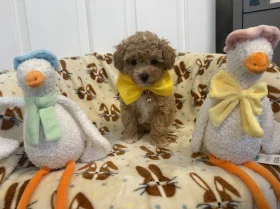 Toy Poodle