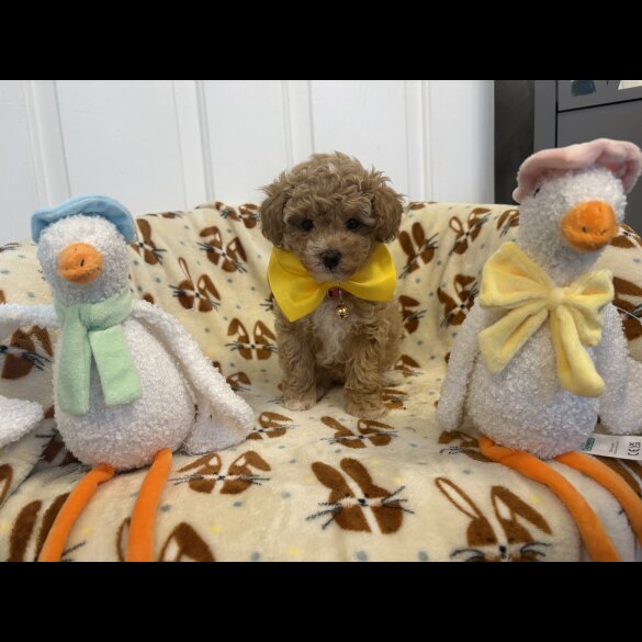 Toy Poodle